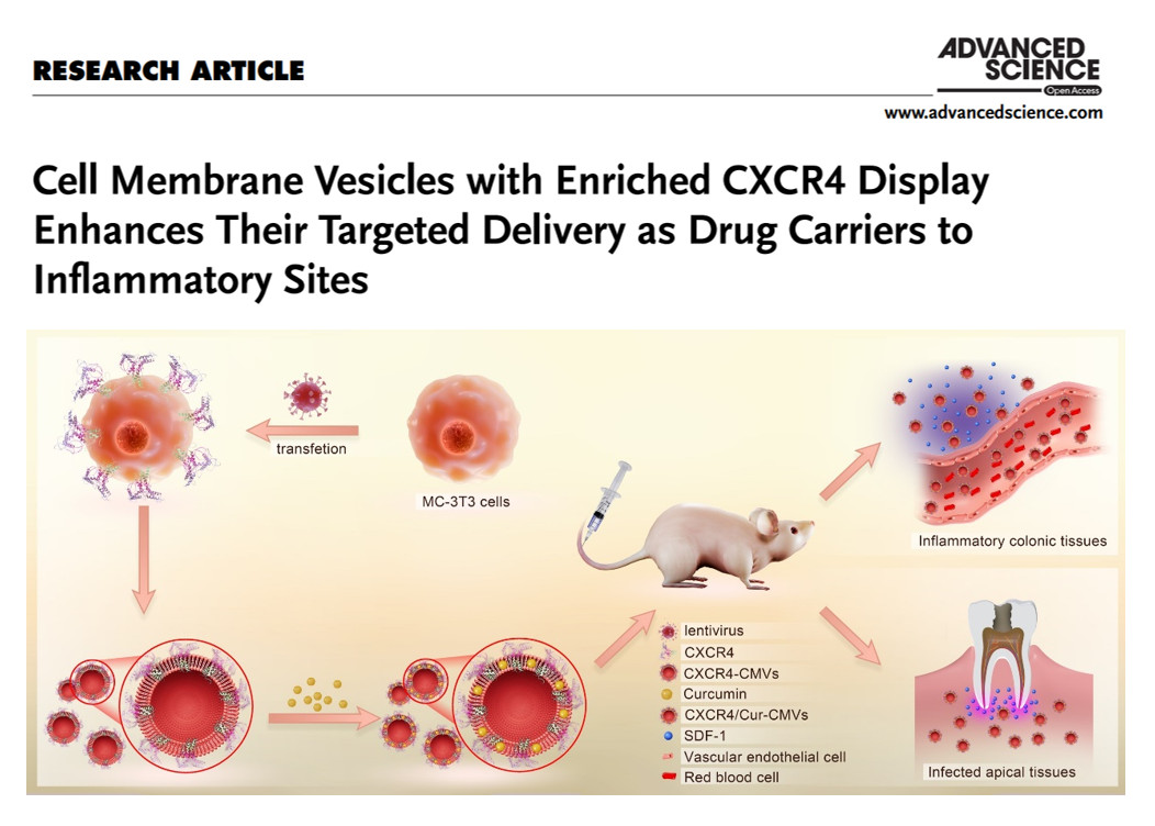 我院夏斌、鄧旭亮研究團(tuán)隊發(fā)表炎癥靶向基因工程細(xì)胞微囊泡研究成果