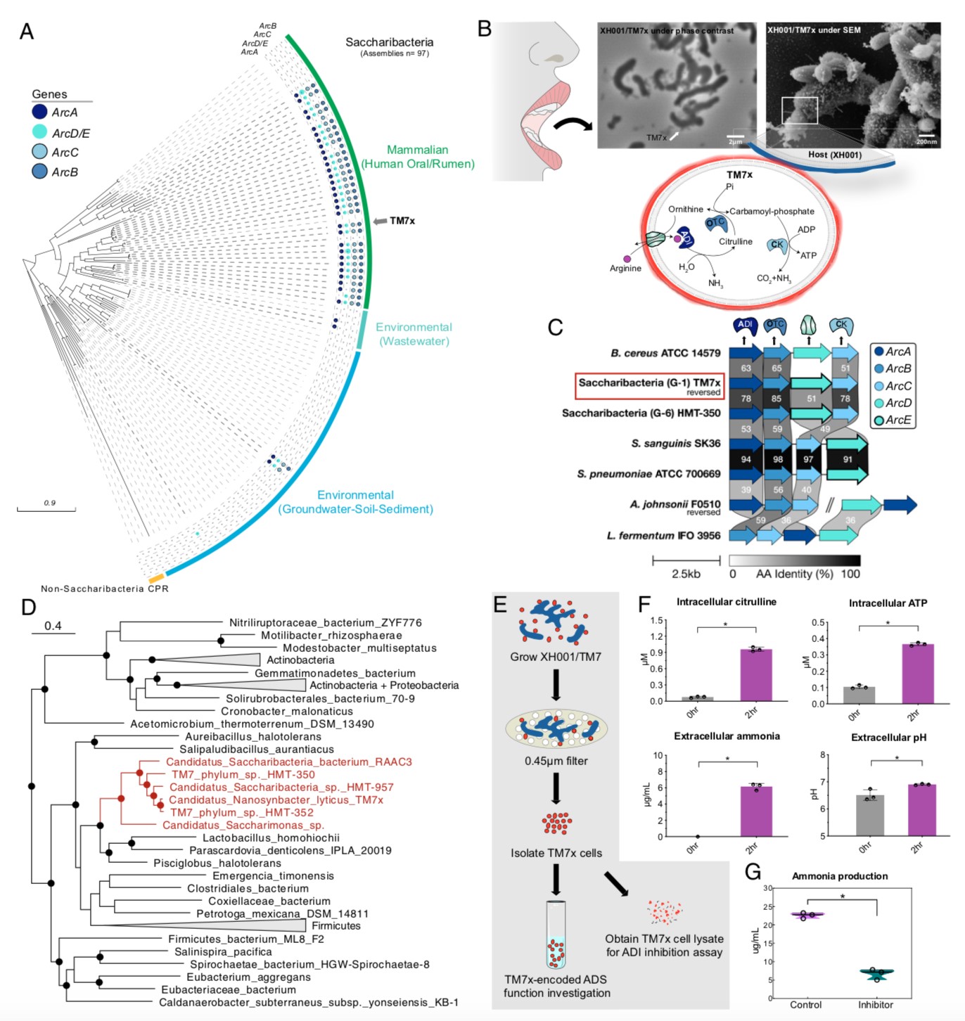 我院秦滿教授團(tuán)隊成員發(fā)表超小細(xì)菌定植于人類口腔研究成果